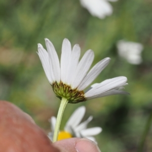 Leucanthemum vulgare at Curtin, ACT - 8 Dec 2022 11:05 AM