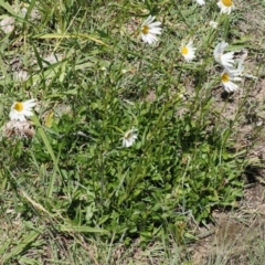 Leucanthemum vulgare at Curtin, ACT - 8 Dec 2022 11:05 AM