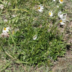 Leucanthemum vulgare at Curtin, ACT - 8 Dec 2022 11:05 AM