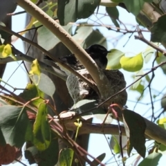 Rhipidura leucophrys (Willie Wagtail) at Curtin, ACT - 8 Dec 2022 by RAllen