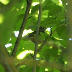 Acanthiza pusilla at Curtin, ACT - 8 Dec 2022