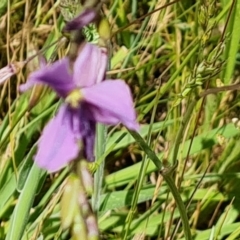 Arthropodium fimbriatum (Nodding Chocolate Lily) at O'Malley, ACT - 9 Dec 2022 by Mike