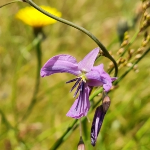 Arthropodium fimbriatum at O'Malley, ACT - 9 Dec 2022 03:29 PM