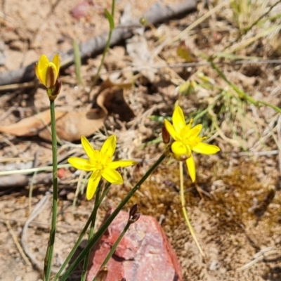 Tricoryne elatior (Yellow Rush Lily) at O'Malley, ACT - 9 Dec 2022 by Mike