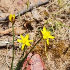 Tricoryne elatior (Yellow Rush Lily) at O'Malley, ACT - 9 Dec 2022 by Mike