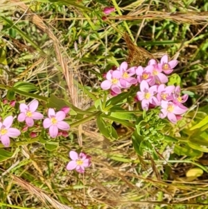 Centaurium erythraea at O'Malley, ACT - 9 Dec 2022 03:21 PM