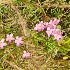 Centaurium erythraea (Common Centaury) at O'Malley, ACT - 9 Dec 2022 by Mike