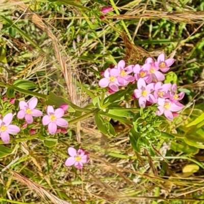 Centaurium erythraea (Common Centaury) at O'Malley, ACT - 9 Dec 2022 by Mike