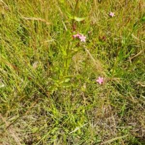 Centaurium erythraea at O'Malley, ACT - 9 Dec 2022 03:21 PM