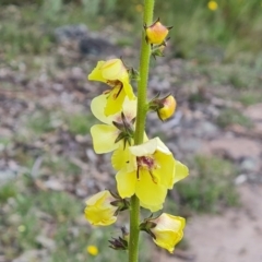 Verbascum virgatum (Green Mullein) at Mount Mugga Mugga - 9 Dec 2022 by Mike