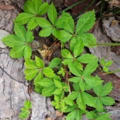 Parthenocissus quinquefolia (Virginia Creeper, Five-leaved Ivy) at O'Malley, ACT - 9 Dec 2022 by Mike