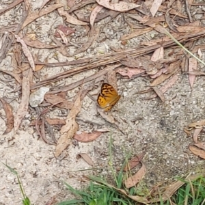 Heteronympha merope at Paddys River, ACT - 9 Dec 2022