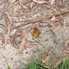 Heteronympha merope (Common Brown Butterfly) at Tidbinbilla Nature Reserve - 9 Dec 2022 by GirtsO