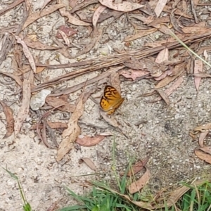 Heteronympha merope (Common Brown) at Paddys River, ACT by GirtsO