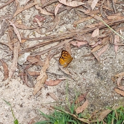 Heteronympha merope (Common Brown Butterfly) at Paddys River, ACT - 9 Dec 2022 by GirtsO