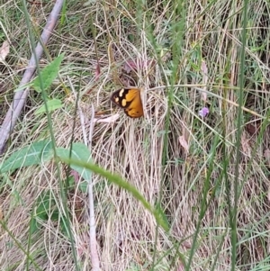 Heteronympha merope at Paddys River, ACT - 9 Dec 2022