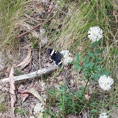 Phalaenoides glycinae (Grapevine Moth) at Paddys River, ACT - 9 Dec 2022 by GirtsO