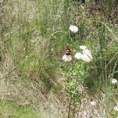 Vanessa itea (Yellow Admiral) at Paddys River, ACT - 9 Dec 2022 by GirtsO