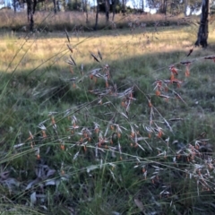 Rytidosperma pallidum (Red-anther Wallaby Grass) at Bruce, ACT - 4 Dec 2022 by JohnGiacon