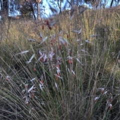 Rytidosperma pallidum (Red-anther Wallaby Grass) at Flea Bog Flat to Emu Creek Corridor - 3 Dec 2022 by JohnGiacon