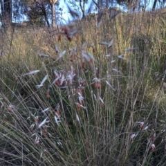 Rytidosperma pallidum (Red-anther Wallaby Grass) at Bruce, ACT - 4 Dec 2022 by JohnGiacon