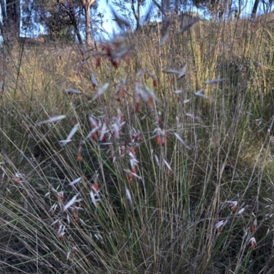 Rytidosperma pallidum (Red-anther Wallaby Grass) at Flea Bog Flat to Emu Creek Corridor - 3 Dec 2022 by JohnGiacon
