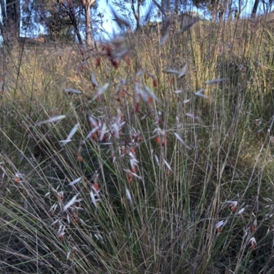 Rytidosperma pallidum (Red-anther Wallaby Grass) at Bruce, ACT - 3 Dec 2022 by jgiacon