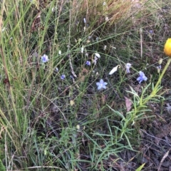 Wahlenbergia sp. (Bluebell) at Gossan Hill - 3 Dec 2022 by jgiacon