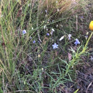 Wahlenbergia sp. at Bruce, ACT - 4 Dec 2022