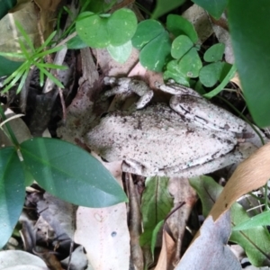 Unidentified Frog (TBC) at suppressed by HelenJ
