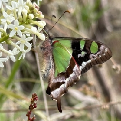 Graphium macleayanum (Macleay's Swallowtail) at Cotter River, ACT - 9 Dec 2022 by Pirom