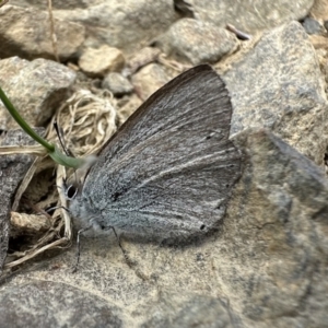 Candalides heathi (Rayed Blue) at Cotter River, ACT by Pirom
