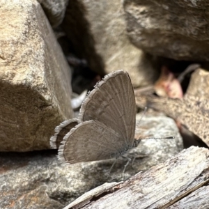 Zizina otis (Common Grass-Blue) at Cotter River, ACT by Pirom