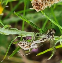 Oxyopes sp. (genus) (Lynx spider) at Mount Mugga Mugga - 9 Dec 2022 by Mike