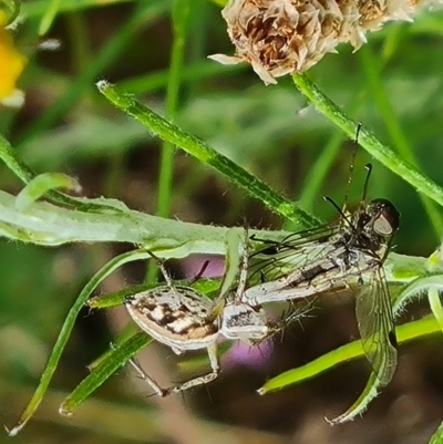 Oxyopes sp. (genus) (Lynx spider) at Mount Mugga Mugga - 9 Dec 2022 by Mike