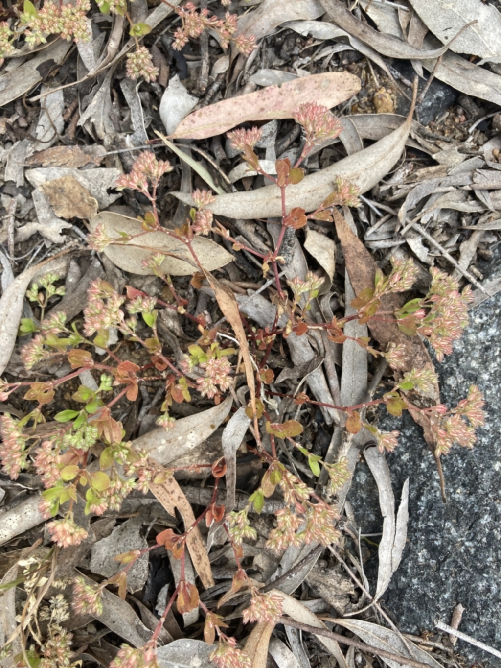 Polycarpon tetraphyllum at Higgins, ACT - 9 Dec 2022