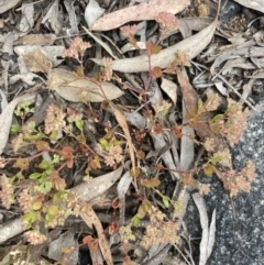 Polycarpon tetraphyllum (Four-leaf Allseed) at Higgins, ACT - 9 Dec 2022 by MattM
