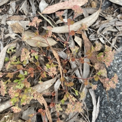 Polycarpon tetraphyllum (Four-leaf Allseed) at Higgins Woodland - 9 Dec 2022 by MattM