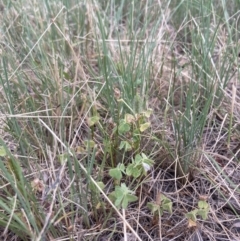 Oxalis thompsoniae (Fluffy-fruit Wood-sorrel) at Higgins, ACT - 9 Dec 2022 by MattM