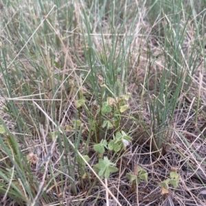 Oxalis thompsoniae at Higgins, ACT - 9 Dec 2022