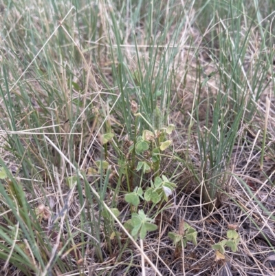 Oxalis thompsoniae (Fluffy-fruit Wood-sorrel) at Higgins, ACT - 9 Dec 2022 by MattM