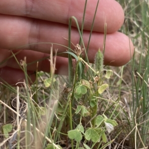 Oxalis thompsoniae at Higgins, ACT - 9 Dec 2022