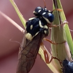 Pergagrapta latreillii (Sawfly) at Higgins Woodland - 9 Dec 2022 by MattM