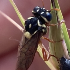 Unidentified Sawfly (Hymenoptera, Symphyta) (TBC) at Higgins, ACT - 9 Dec 2022 by MattM
