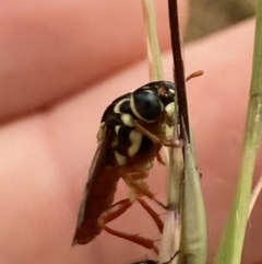 Pergagrapta latreillii at Higgins Woodland - 9 Dec 2022 06:06 PM