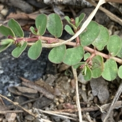 Euphorbia dallachyana (Mat Spurge, Caustic Weed) at Higgins Woodland - 9 Dec 2022 by MattM