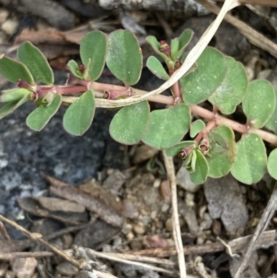 Euphorbia dallachyana (Mat Spurge, Caustic Weed) at Higgins, ACT - 9 Dec 2022 by MattM