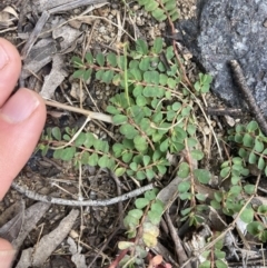 Euphorbia dallachyana at Higgins, ACT - 9 Dec 2022