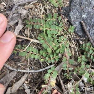 Euphorbia dallachyana at Higgins, ACT - 9 Dec 2022 06:23 PM