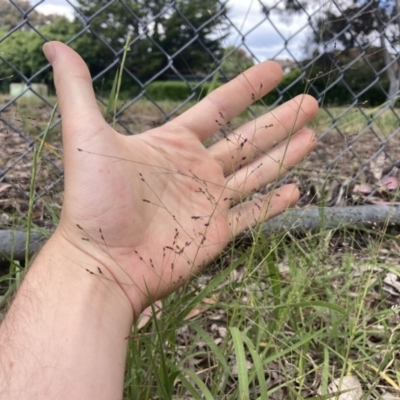 Panicum effusum (Hairy Panic Grass) at Higgins, ACT - 9 Dec 2022 by MattM